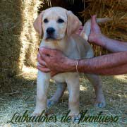 cachorro-labrador-retriever