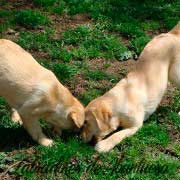 cachorro-labrador-retriever15