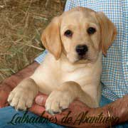cachorro-labrador-retriever