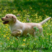 cachorro-labrador-retriever5