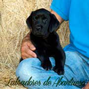 cachorro-negro-de-abantueso