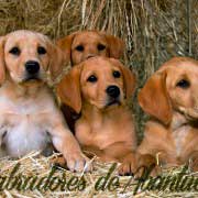 cachorros-amarillos-red-fox