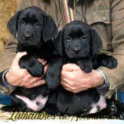 cachorros-negros-de-labrador