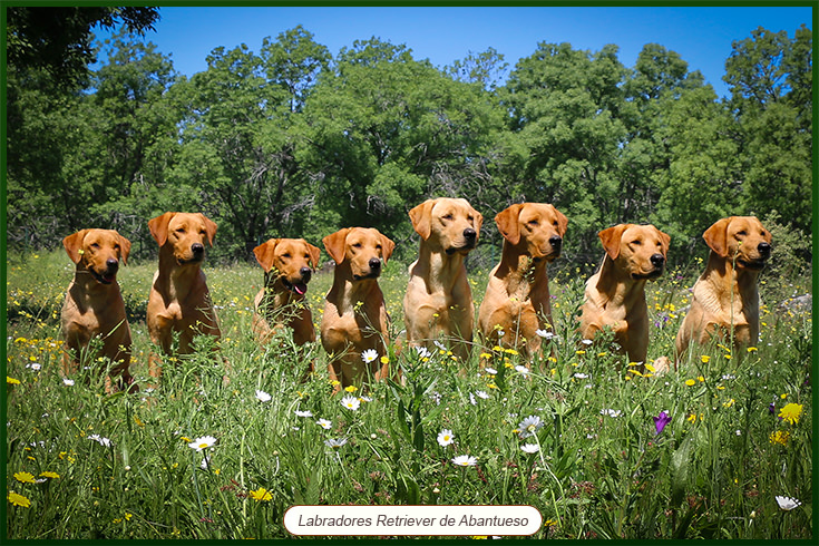 de que color era el labrador retriever original