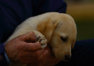 Cachorro de Labrador Retriever