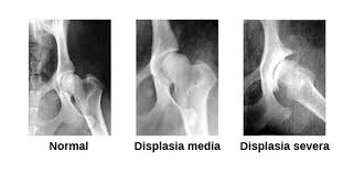 displasia de cadera canina