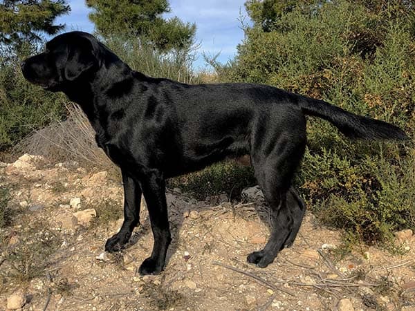 Perro en la montaña