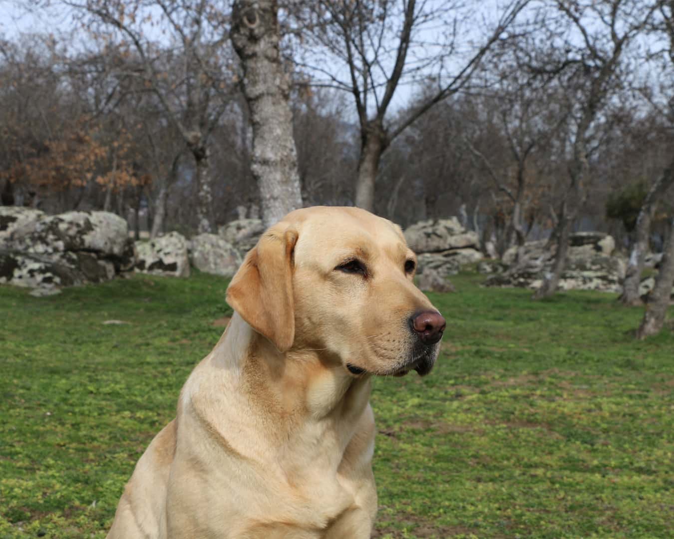 donde se origino el labrador