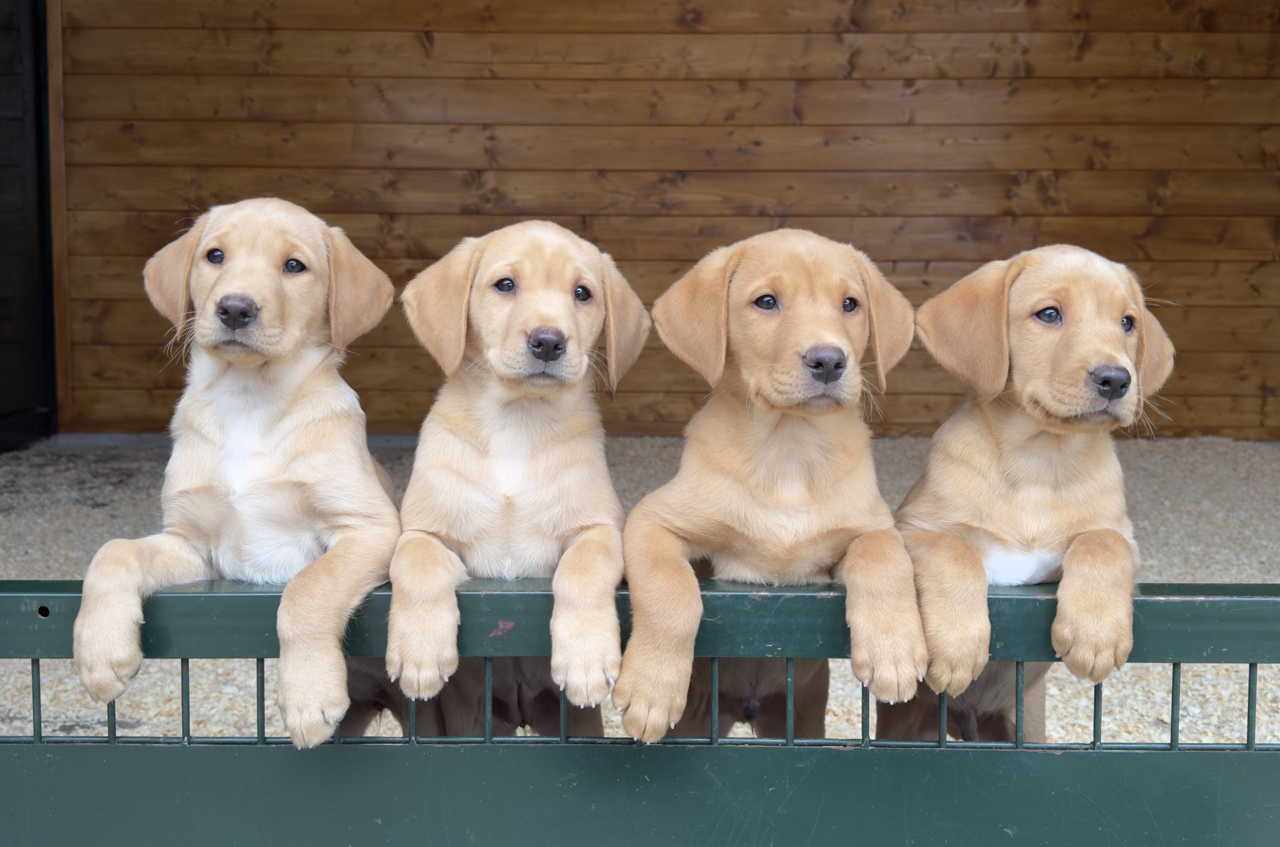 Cachorros 4