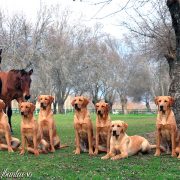 Labradores de Abantueso 2