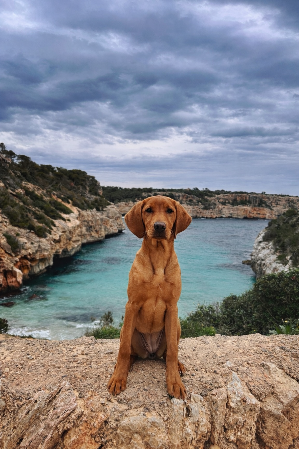 labrador retriever abantueso