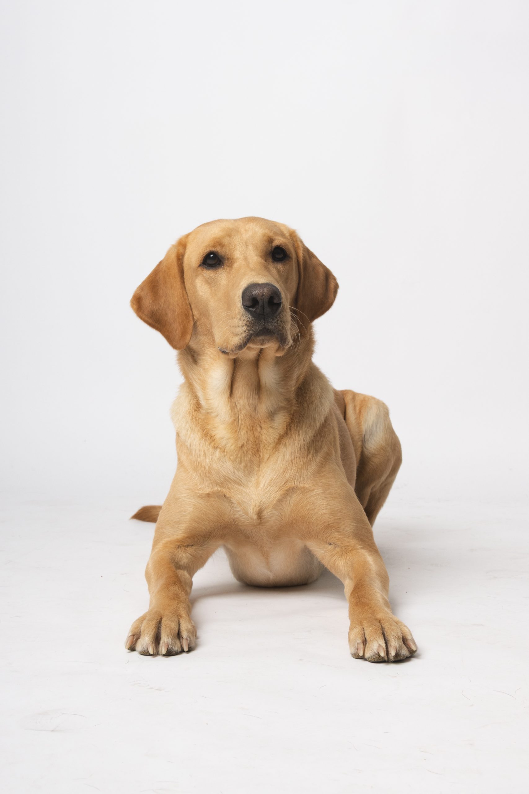 labrador retriever