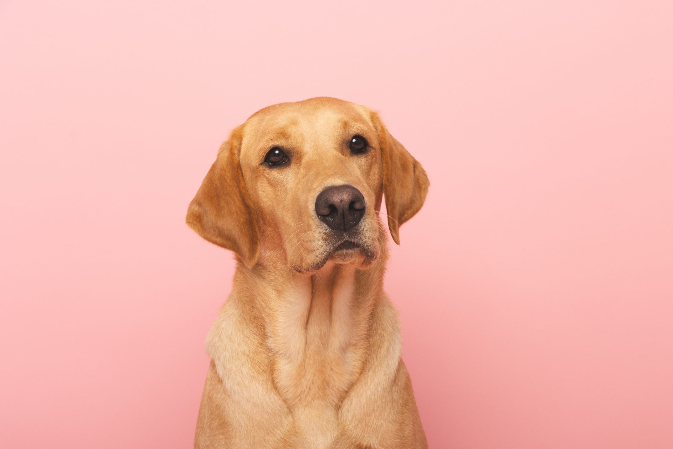 perros labradores